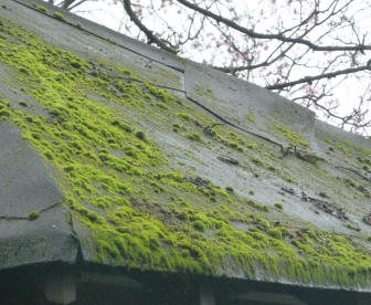 Mossy roof