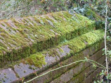 Mossy wall