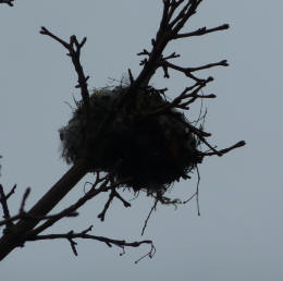 Small nest in tree