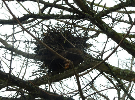 Nest in tree