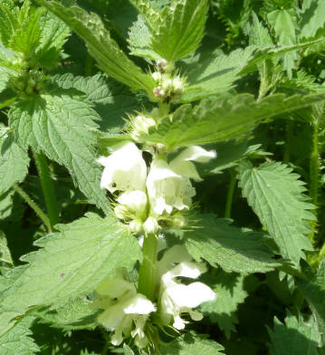 Closeup of nettle