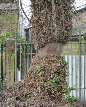 Tree with ivy stems cut