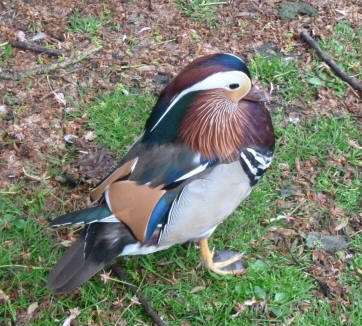 Ornamental duck