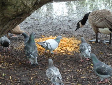 Pigeons with crisps