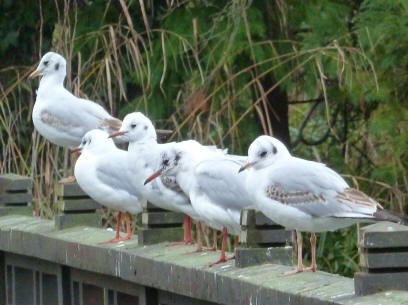 Seagulls in park