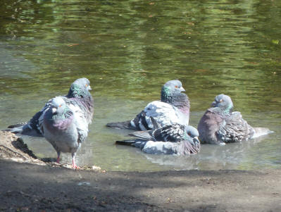 Pigeons bathing in pond