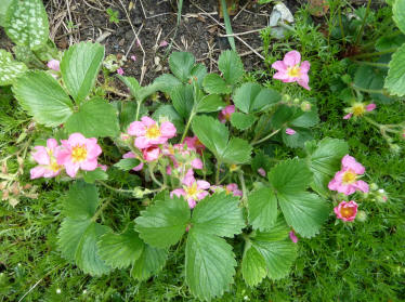 Pink-flowered strawberry