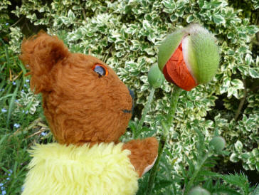 Poppy bud opening