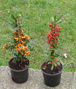 Pyracantha bushes in pots