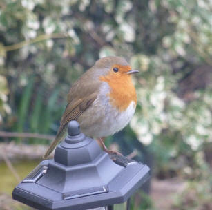 Robin