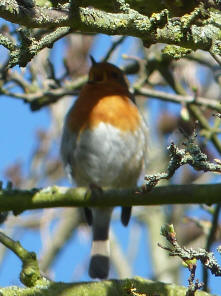 Robin singing