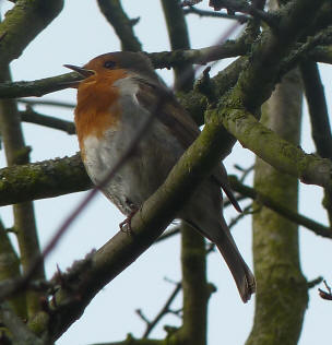 Robin singing