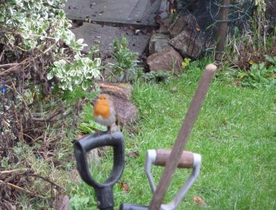 Robin on fork handle