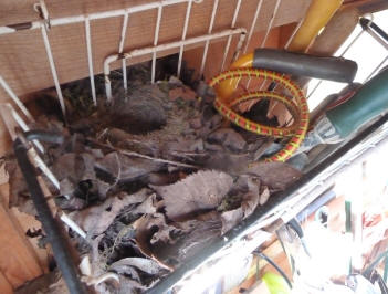 Robin's nest in basket in shed