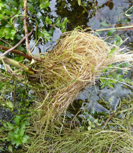 Shrub branch rooted in pond