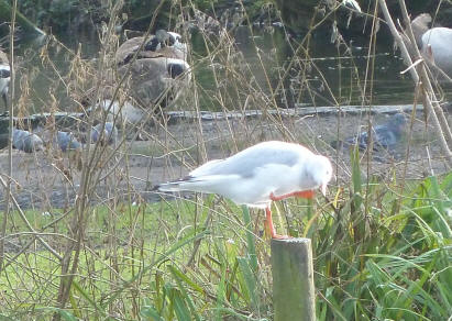 Gull on post