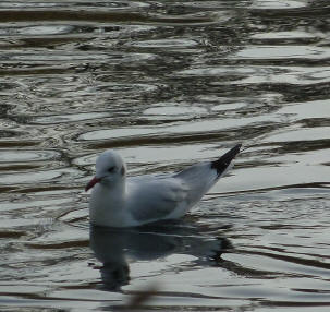 Gull on water