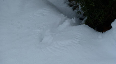 Flight marks in snow