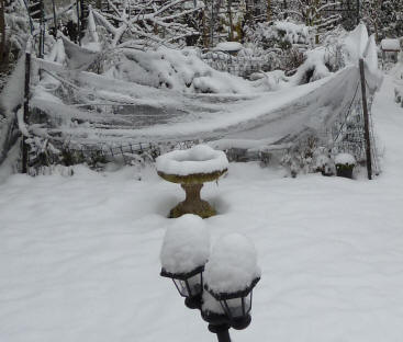 Snowy garden