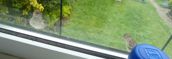 Sparrows on windowsill