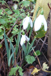 Snowdrops