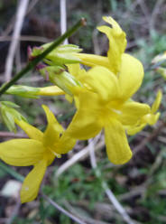 Winter jasmine