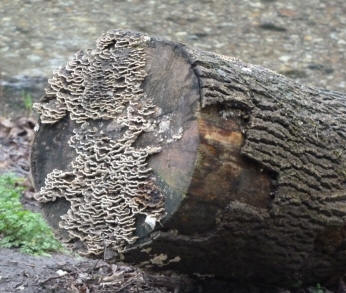 Bracket fungus on log end
