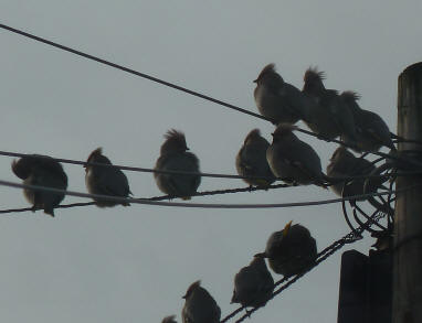 Waxwings on telephone line