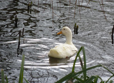 White duck