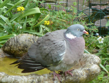 Wood pigeon after bath