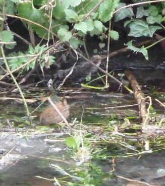 Wren on river