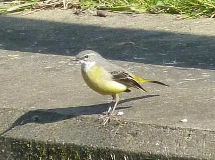 Yellow wagtail