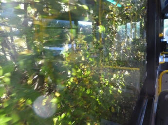 Hedge against bus window