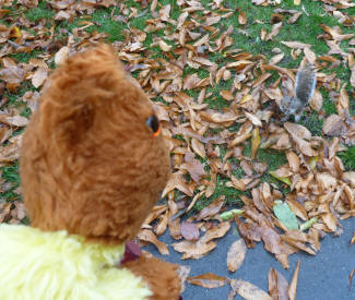 Greenwich Park - squirrel