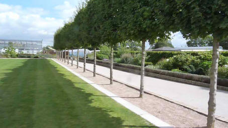 Hall Place pleached trees and lawn
