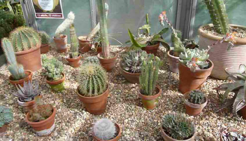 Hall Place cacti