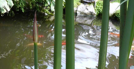 Hall Place pond in greenhouse