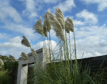 Pampas grass