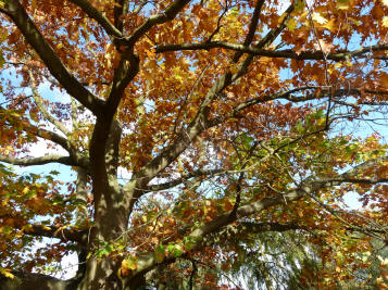 Autumn tree closeup