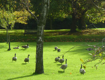 Canada geese on the grass