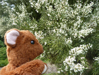 Brown Teddy with the fragrant tree flowers