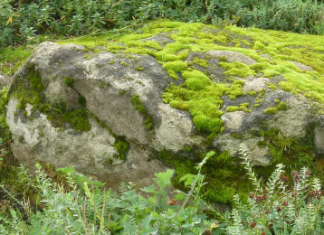 Big mossy stone