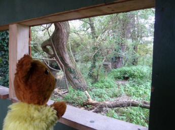 Yellow Teddy in the wildlife hide