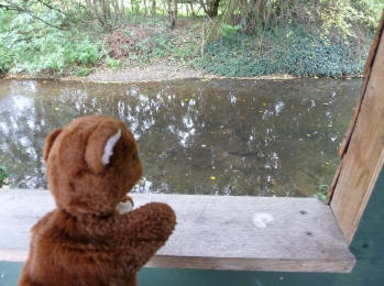 Brown Teddy in the wildlife hide