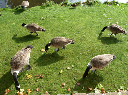 Hall Place geese eating grass
