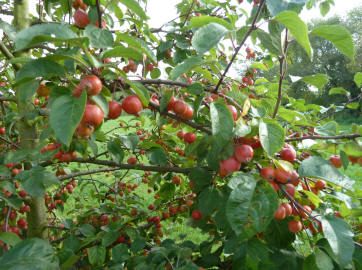 Hall Place crab apples