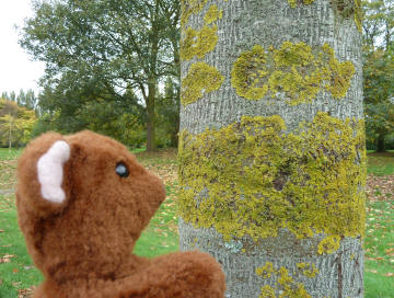 Hall Place mossy tree trunk