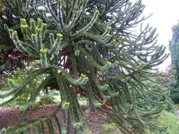 Hall Place monkey puzzle tree