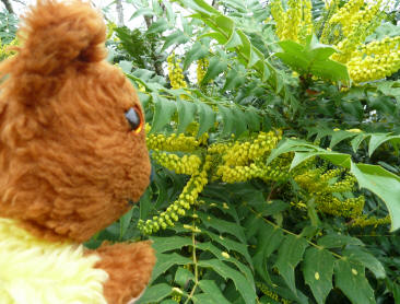 Hall Place mahonia bush