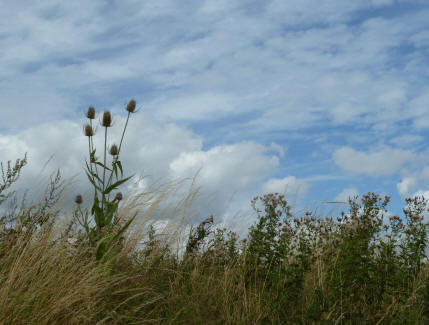 Grasses and seedheads